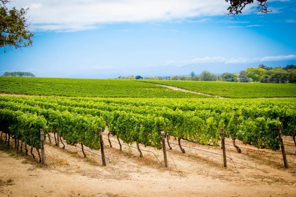 The-beautiful-green-vineyards-at-Groot-Constantia-1