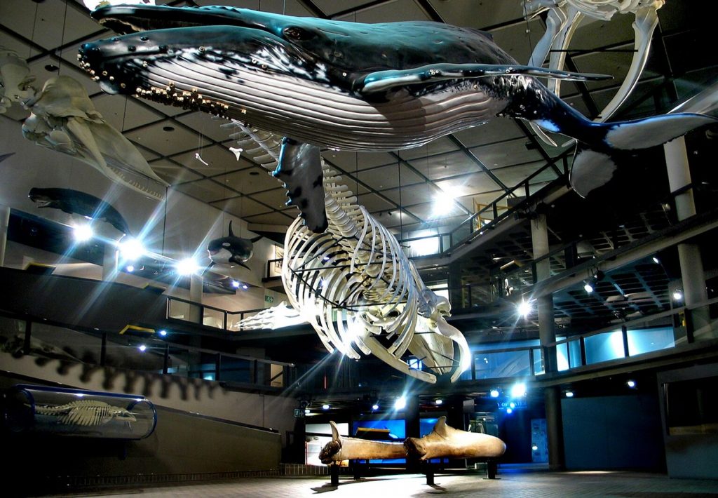 Iziko South African Museum 13 Iziko Museums Stock Photos High Res Iziko South African Museum 13 Iziko Museums Stock Photos High Res