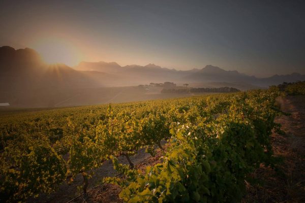 Simonsig-wines