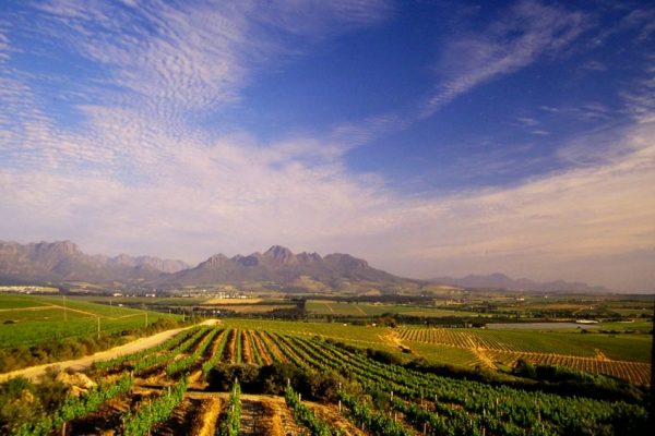 Vineyards-with-Simonsberg