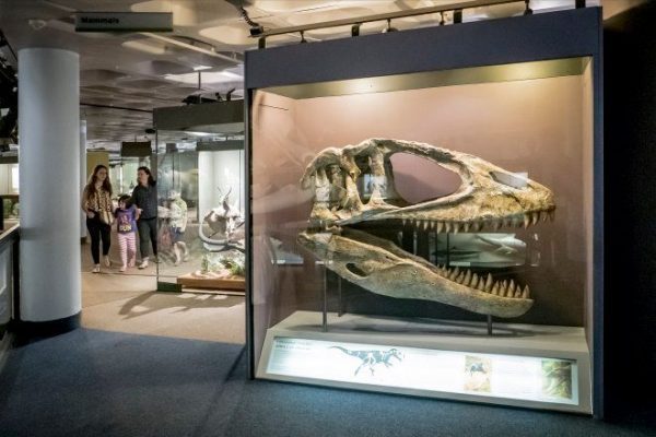 ct_iziko_museum_african_dinosaurs_exhibit