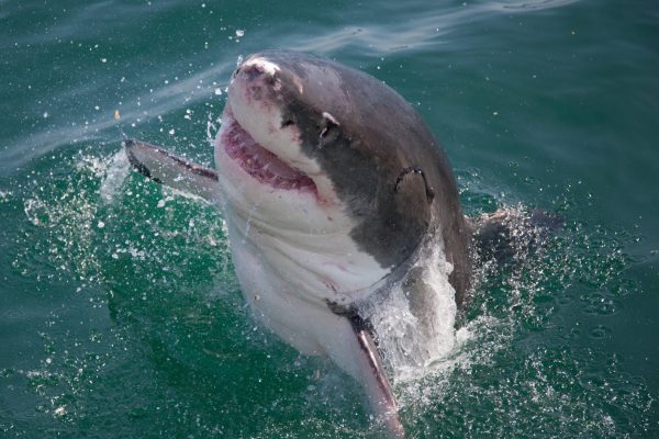 Great White Breach