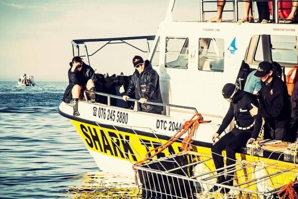 Shark team boat